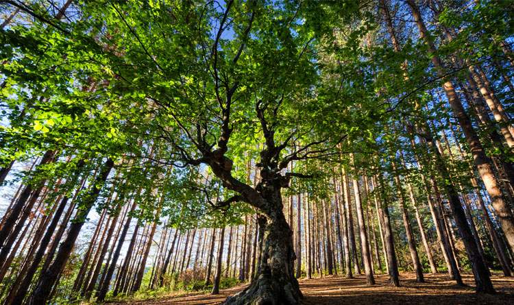 L’Arbre de vie, révélateur de mes ressources